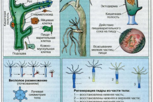 Как вывести деньги с кракена маркетплейс