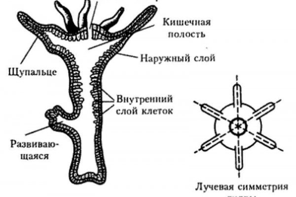 Кракен онлайн vtor run